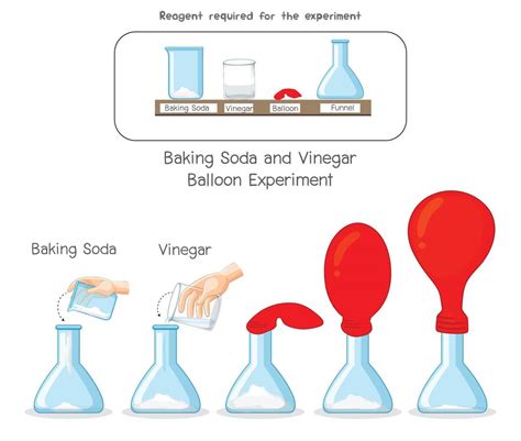 Baking Soda Balloon Chemical Reaction Science Experiment Science Experiment Chemical Reaction - Science Experiment Chemical Reaction