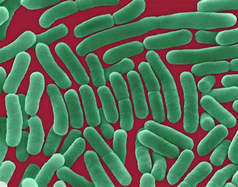 bakteri salmonella typhi
