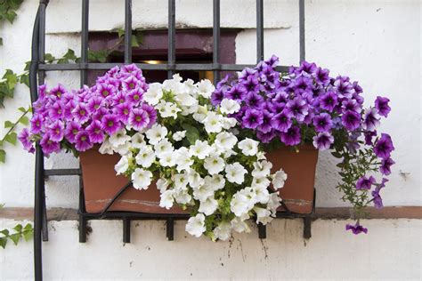 Balcony Gardening Year Round Plants For Balcony - Year Round Plants For Balcony