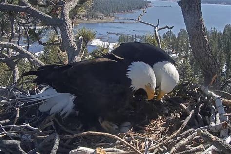 Bald Eagle Chicks Expected To Hatch On Livestream Animal Hatched From Egg - Animal Hatched From Egg