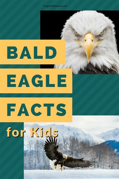 Bald Eagle Facts For Kids Forgetful Momma Bald Eagle Facts For Kids - Bald Eagle Facts For Kids