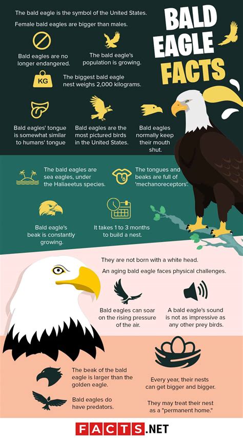 Bald Eagle Facts For Kids Interesting Facts About Bald Eagle Facts For Kids - Bald Eagle Facts For Kids