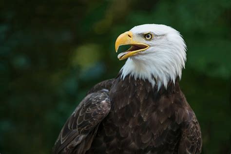 bald eagle florida