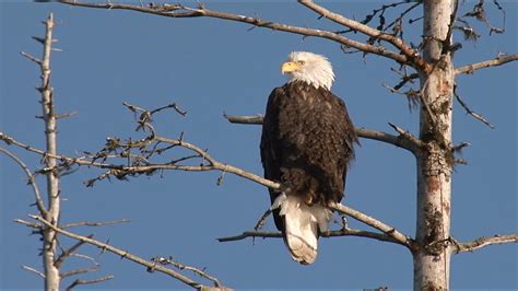 Two Montana men face charges on bald eagle and other bird 'killing spree' :  NPR