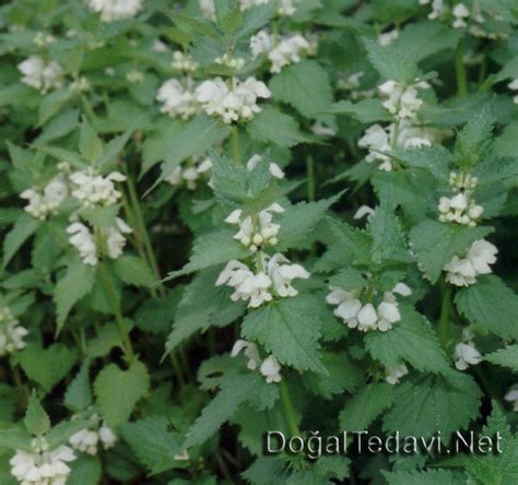 balibaba, Ballıbaba Taubnessel Lamium album Ak ballı baba. 