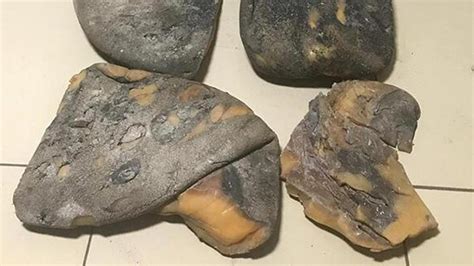 balina kusmuğu Forumsal.