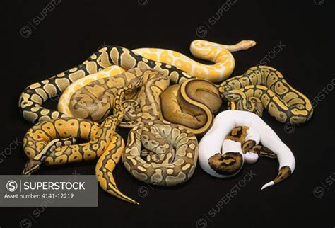 ball python captive animals python reguis demonstrating 8 different