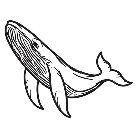 Ballena Dibujada La