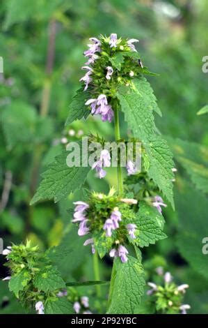 ballota or marrubio nero - herbalist