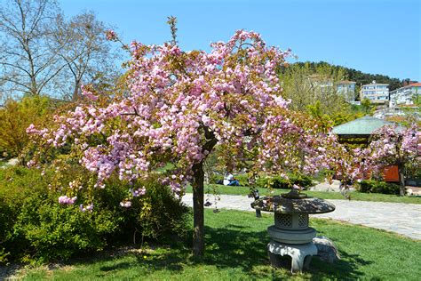 baltalimanı japon bahçesi sakura
