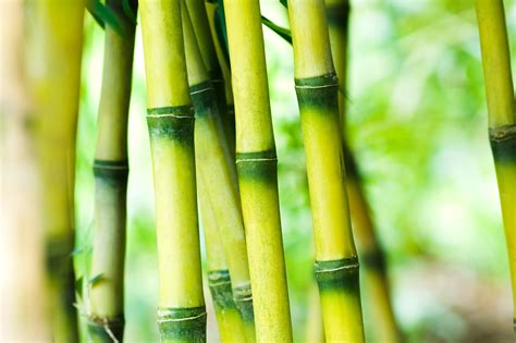 bamboo | Bamboo Airways Hn c mt chuyn bay