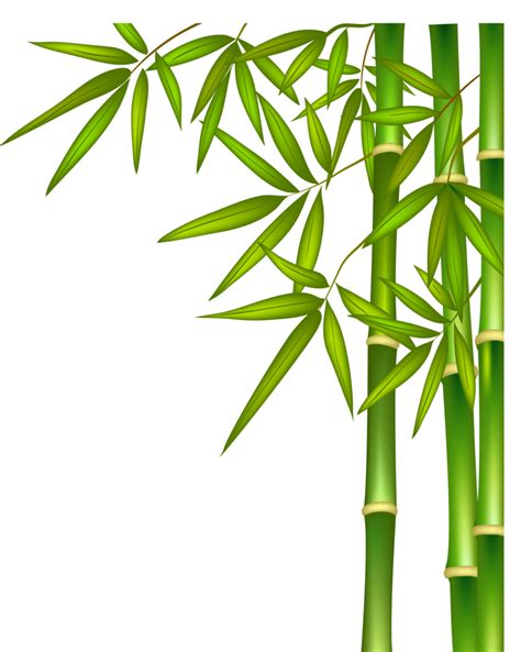 bamboo plan png