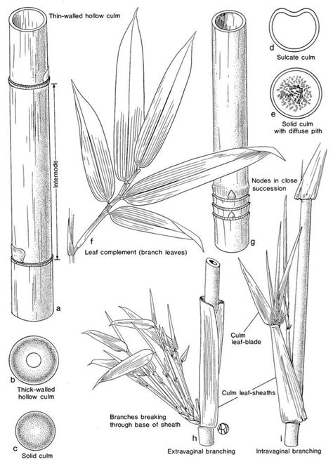 bamboo tips pdf