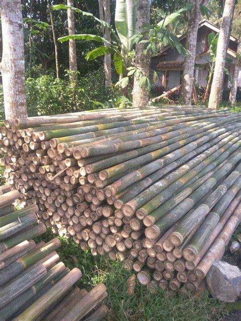 bambu steger