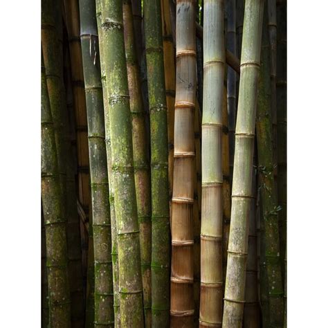 bambuzal-1