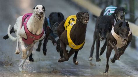 ban greyhound racing