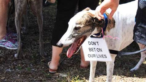 ban greyhound racing