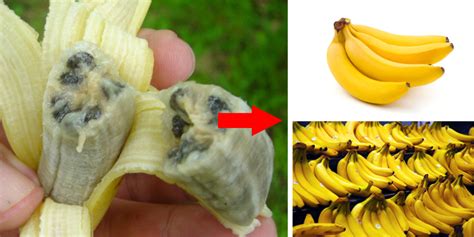 Bananas Before Genetically Modified