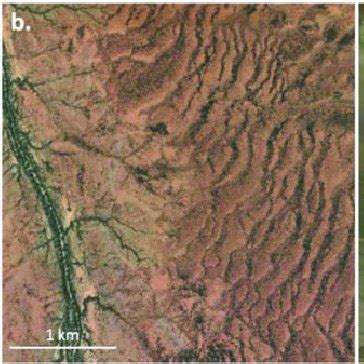 Banded Vegetation Patterning In Arid And Semiarid