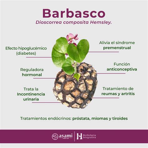 Barbasco Para Que Sirve