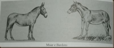 bardoto-4