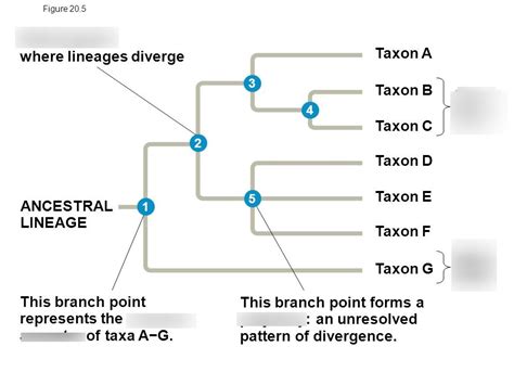 Basal Taxon