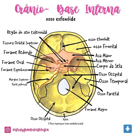 Base Do Cranio