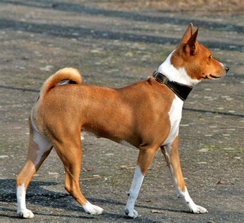 Basenji Dog Bark