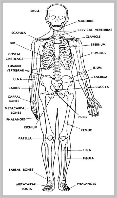 Basic Anatomy Study Guide