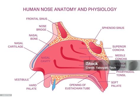 Basic And Advanced Frontal Sinus Surgery