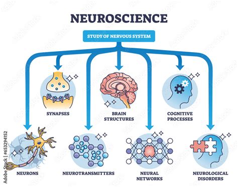 Basic Concepts In Neuroscience A Students Survival