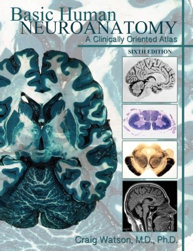 Basic Human Neuroanatomy A Clinically Oriented Atlas Author Craig Watson Published On February 2012
