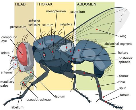 Basic Insect Morphology Science Literacy And Outreach Nebraska Parts Of An Insect Body - Parts Of An Insect Body