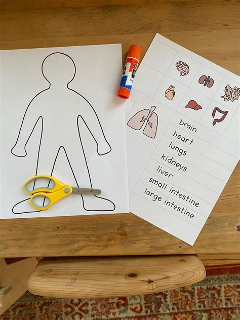 Read Basic Internal Organs Cut And Paste 