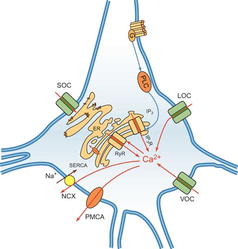 Full Download Basic Neurochemistry 8Th Edition 