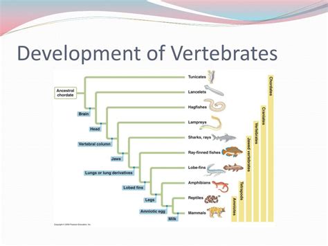 Download Basic Structure And Evolution Of Vertebrates 
