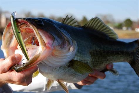 bass fish tips