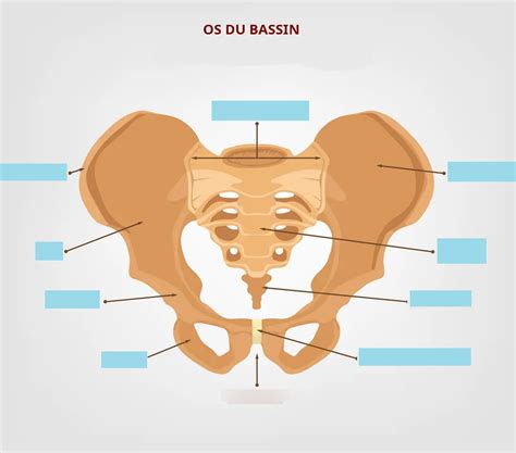 Bassin Osseux 3d   Bassin Osseux Download Free 3d Model By Nesrine - Bassin Osseux 3d