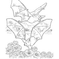 Bat Coloring Pages Surfnetkids Fruit Bat Coloring Pages - Fruit Bat Coloring Pages
