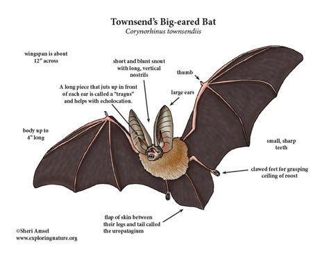 bat ear diagram