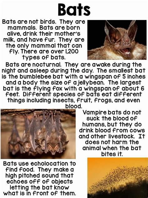 Bat Facts For Kids With Free Printable The Echolaction Worksheet First Grade - Echolaction Worksheet First Grade