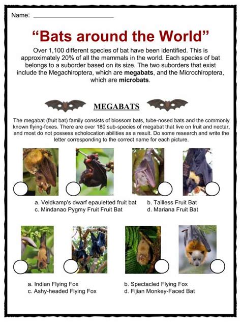 Bat Facts Habitat Diet Symbolism Worksheets Amp Information Bats Kindergarten - Bats Kindergarten