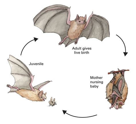Bat Life Cycle And Parts Of The Bat Kindergarten Math Worksheet  Bats - Kindergarten Math Worksheet, Bats