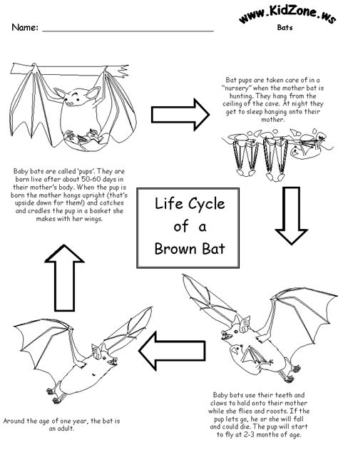 Bat Life Cycles Worksheets For Kids Kindergarten Worksheets Kindergarten Math Worksheet  Bats - Kindergarten Math Worksheet, Bats