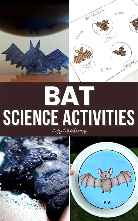Bat Science Activities Living Life And Learning Bats Kindergarten - Bats Kindergarten