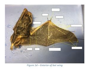 Read Online Bat Dissection Manual 