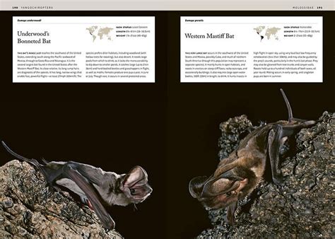 bats an illustrated guide to all species