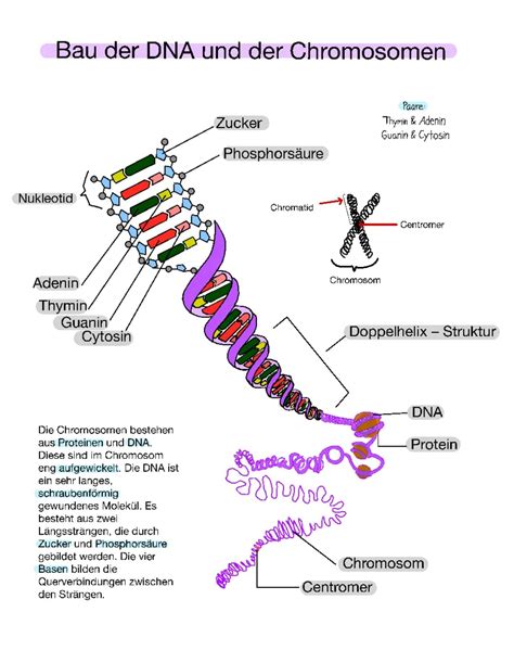 Bau Der Dna