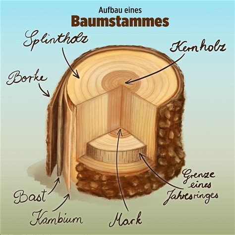 Baum Anatomie