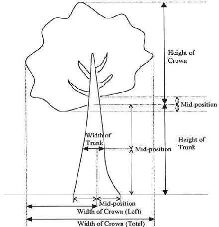 baum test tree